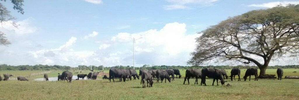 Vacas pastando en el llano venezolano