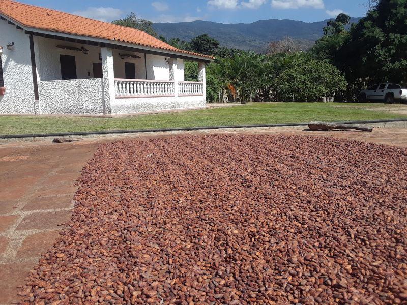 Cacao secando en hacienda