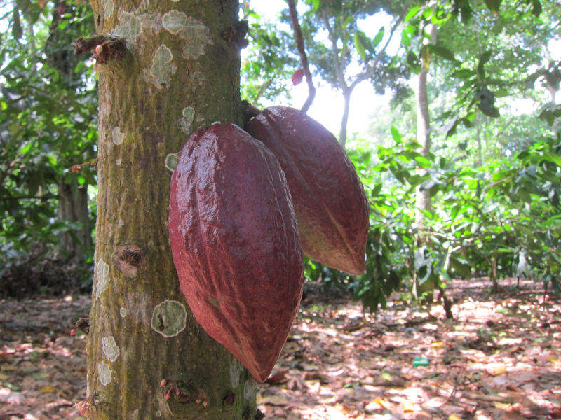 Fruta de cacao en Venezuela
