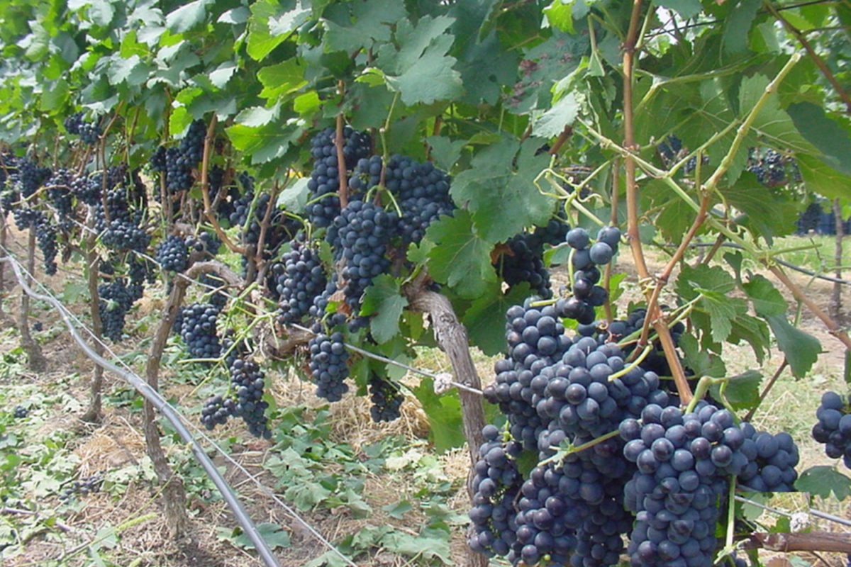 Uvas y viñedos de Bodegas Pomar